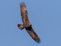 Golden Eagle - 34.6873, -120.1552, Santa Barbara, California, Oct 19, 2017