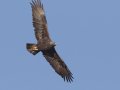 Golden Eagle, Santa Barbara County, California, October 19, 2017