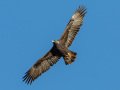 Golden Eagle - 34.6873, -120.1552, Santa Barbara, California, Oct 19, 2017