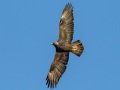 Golden Eagle - 34.6873, -120.1552, Santa Barbara, California, Oct 19, 2017