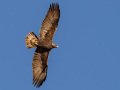 Golden Eagle - 34.6873, -120.1552, Santa Barbara, California, Oct 19, 2017