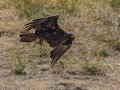 Golden Eagle - Bitter Creek NWR - Sign Overlook, Kern County, California, Sept 21, 2017