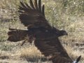 Golden Eagle, Santa Barbara County, California, September 21, 2017
