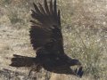 Golden Eagle, Santa Barbara County, California, September 21, 2017