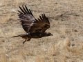 Golden Eagle - Bitter Creek NWR - Sign Overlook, Kern County, California, Sept 21, 2017