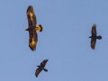 Golden Eagle - Pamo Valley Staging Area, Pamo Rd, Ramona, San Diego, California, Nov 14. 2019