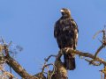 Golden Eagle - Bitter Creek NWR - Sign Overlook, Kern County, California, Sept 21, 2017