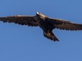 Golden Eagle - Bitter Creek NWR - Sign Overlook, Kern County, California, Sept 21, 2017