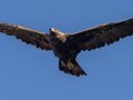 Golden Eagle - Bitter Creek NWR - Sign Overlook, Kern County, California, Sept 21, 2017