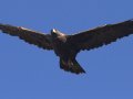 Golden Eagle, Santa Barbara County, California, September 21, 2017