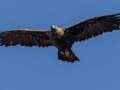 Golden Eagle - Bitter Creek NWR - Sign Overlook, Kern County, California, Sept 21, 2017