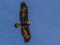Golden Eagle - Laguna Mtns.--Big Laguna & Meadow, San Diego, Nov 16, 2019
