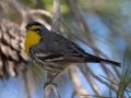 Grace's Warbler