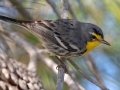 Grace's Warbler