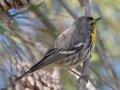 Grace's Warbler