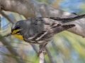 Grace's Warbler