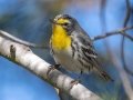 Grace's Warbler