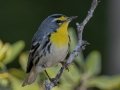 Grace's Warbler