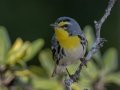Grace's Warbler