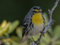 Grace's Warbler