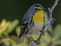 Grace's Warbler