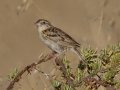 Grasshopper Sparrow