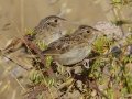 Grasshopper Sparrow