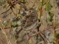 Grasshopper Sparrow