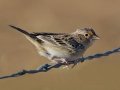 Grasshopper Sparrow