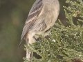 Gray Flycatcher