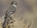 Gray Flycatcher