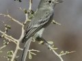 Gray Flycatcher