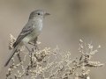 Gray Flycatcher