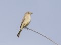 Gray Flycatcher - Lindo Lakes, Lakeside