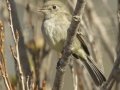 Gray Flycatcher