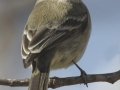 Gray Flycatcher