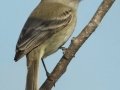 Gray Flycatcher