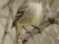 Gray Flycatcher