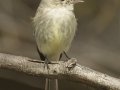 Gray Flycatcher