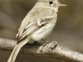 Gray Flycatcher