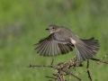Gray Flycatcher - Lindo Lakes, Lakeside