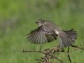 Gray Flycatcher - Lindo Lakes, Lakeside