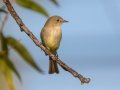 Gray Flycatcher - Lindo Lakes, Lakeside