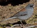 Gray-headed Junco