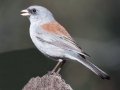 Gray-headed Junco