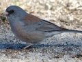 Gray-headed Junco