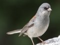 Gray-headed Junco - Palomar Mountain State Park, San Diego, California, 11/25/2015