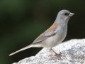 Gray-headed Junco - Palomar Mountain State Park, San Diego, California, 11/25/2015