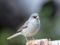 Gray-headed Junco - Palomar Mountain State Park, San Diego, California, 11/25/2015