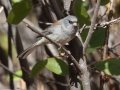 Gray-headed Junco